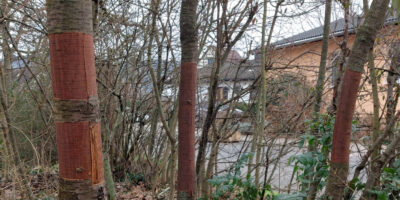 Bad Kreuznach: Vandalismus an Bäumen
