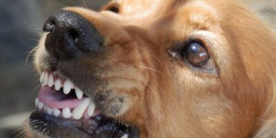 Bad Kreuznach: Hund reißt Reh