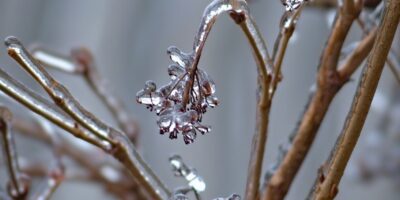 winter, tree, frozen