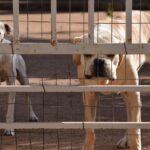 dog, guard dog, cane corso