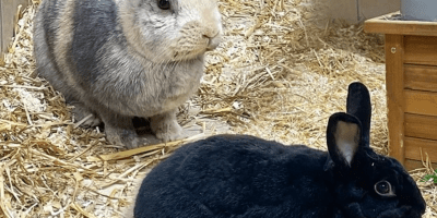 Körbchen gesucht: Kaninchen Toffee und Henry