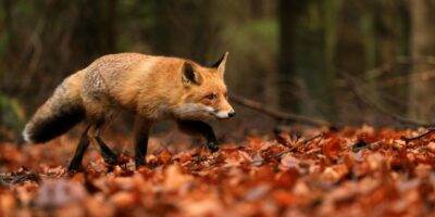 brown fox walking on dried leaves