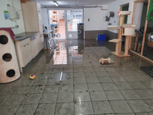 Foto: Tierschutz Bingen e.V.