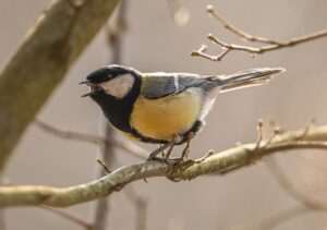 bird, beak, tit