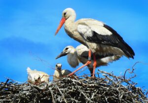 stork, wading bird, animal