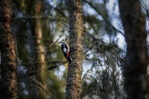 great spotted woodpecker, bird, forest