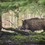 animal, mammal, wild boar