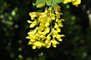 laburnum, plant, garden