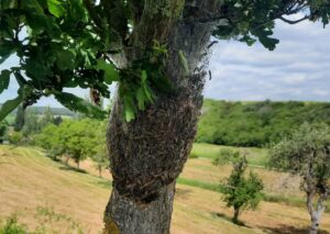 Foto: Tabea Kuppe-Rapp