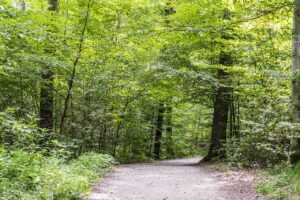 forest path, green, spring