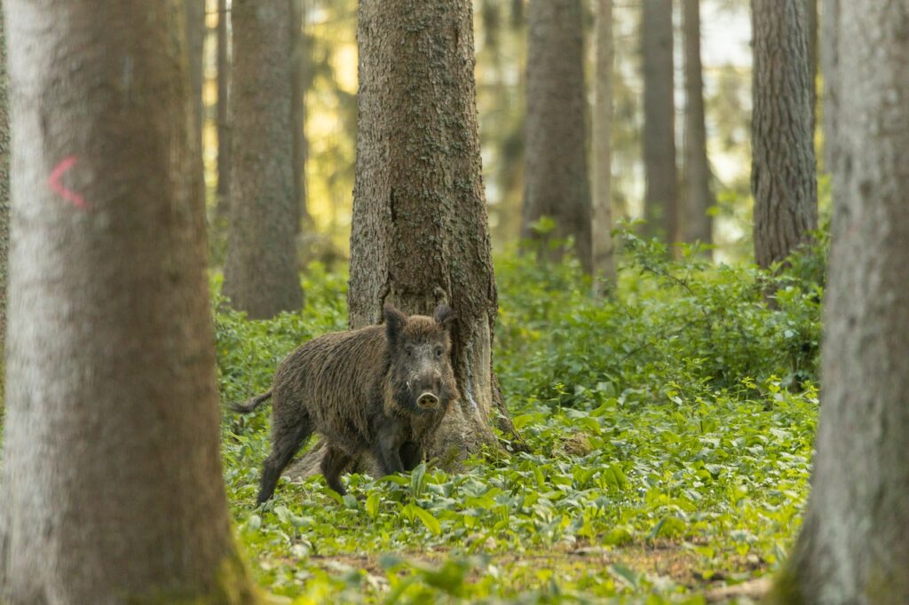 boar, animal, forest