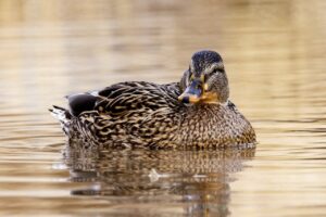 duck, pond, lake