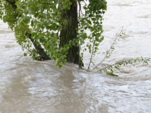 flood, flooding, tree