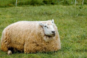 sheep, animal, wool