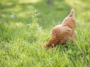 chicken, hen, poultry