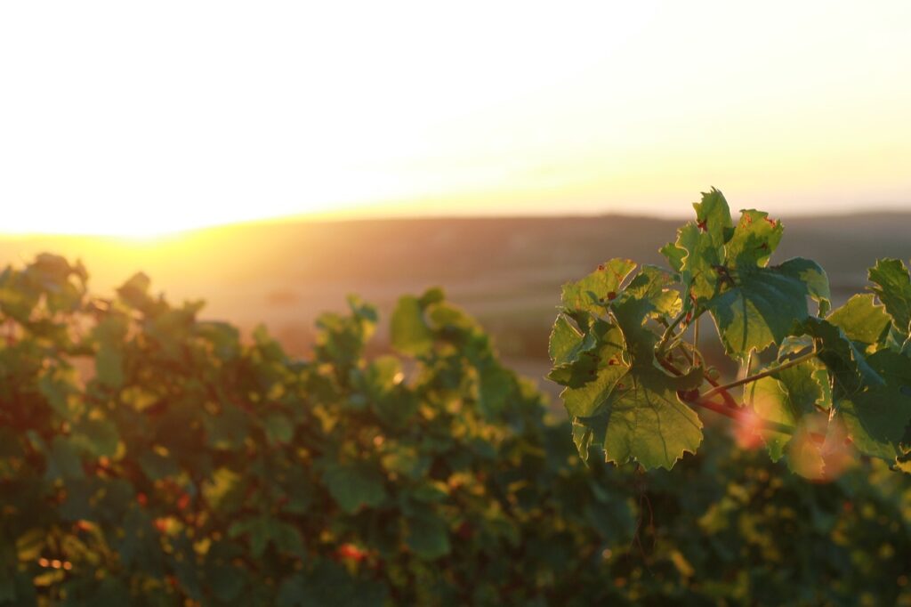 vineyards, rheinhessen, rheinland, viticulture, wine, grapes, stade cover, stadecken-elsheim, langelsheim, germany