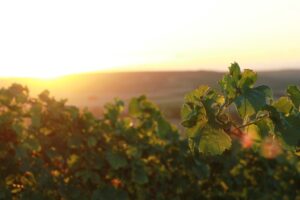 vineyards, rheinhessen, rheinland, viticulture, wine, grapes, stade cover, stadecken-elsheim, langelsheim, germany