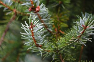 needle branch, pine needles, conifer
