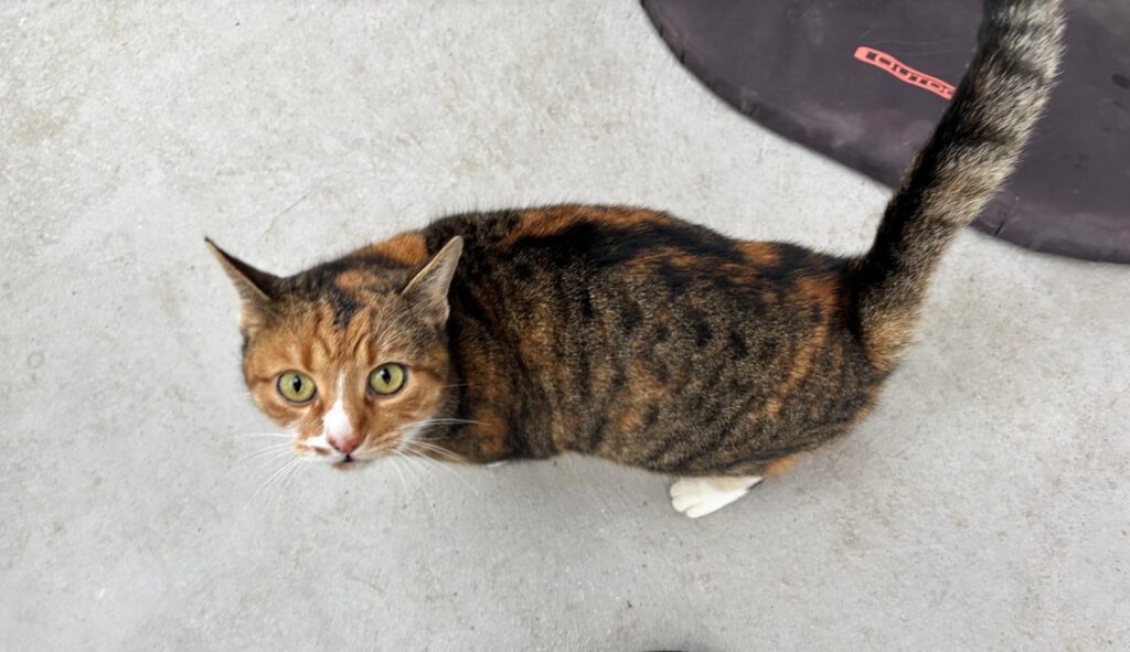 Katze, Kuscheln