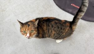 Katze, Kuscheln