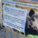 Afrikanische Schweinepest