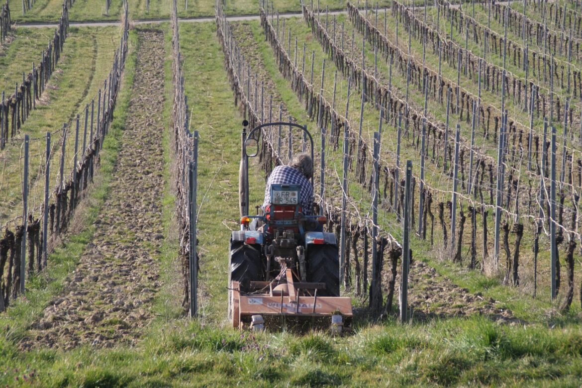 rhein, nahe, weinberg, pflanze, landschaft, agriculture, nature, farmland, farmer, plant, work, farm tractor
