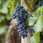 grapes, grapevines, vineyard, fruit, organic, to produce, harvest, viticulture, wine growing, rebstock, cultivation, agriculture, nature, ecologically, landscape, vine, red wine, vineyard, vineyard, vineyard, vineyard, vineyard, fruit, vine, vine, red wine, red wine