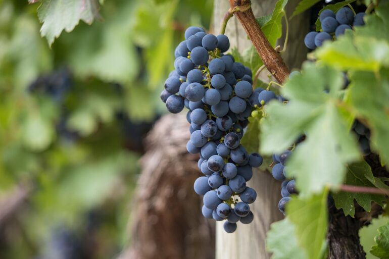 grapes, grapevines, vineyard, fruit, organic, to produce, harvest, viticulture, wine growing, rebstock, cultivation, agriculture, nature, ecologically, landscape, vine, red wine, vineyard, vineyard, vineyard, vineyard, vineyard, fruit, vine, vine, red wine, red wine