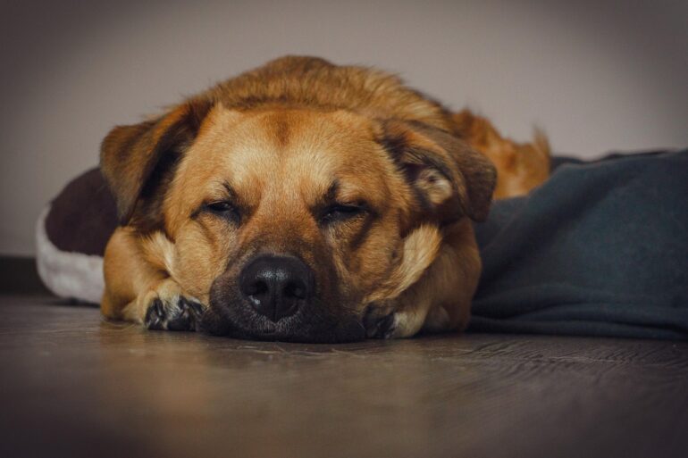 dog, puppy, canine, hund, asleep, dog, pet, hund, animal, hund, hund, hund, hund