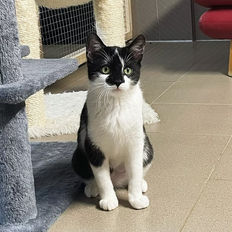 Katze Dorle