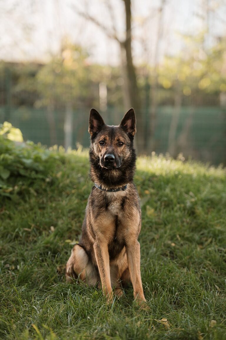 Hund Leo