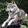 Wolf bestätigt als Verursacher bei Damwild-Angriff