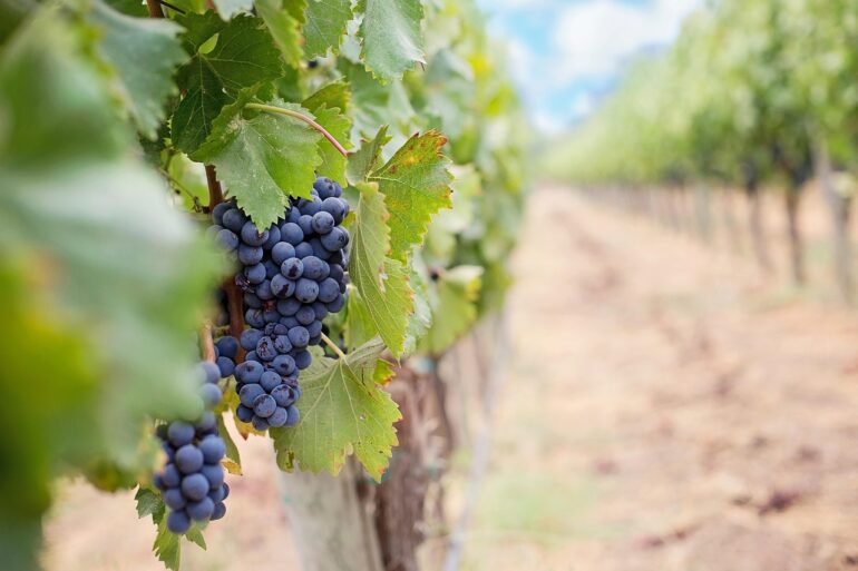 grapes, wine grapes, purple grapes, napa, wine, fruit, vine, vineyard, winery, cluster, harvest, grapevine, wine, wine, vineyard, vineyard, winery, winery, winery, winery, winery