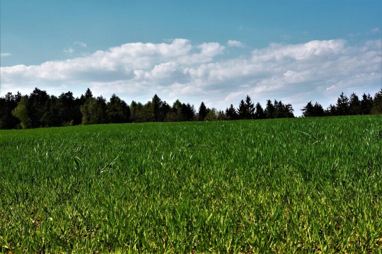erde, wald, wolken, horizont, raps, wald, wald, wald, wald, wald