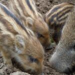 wild boars, family, foraging
