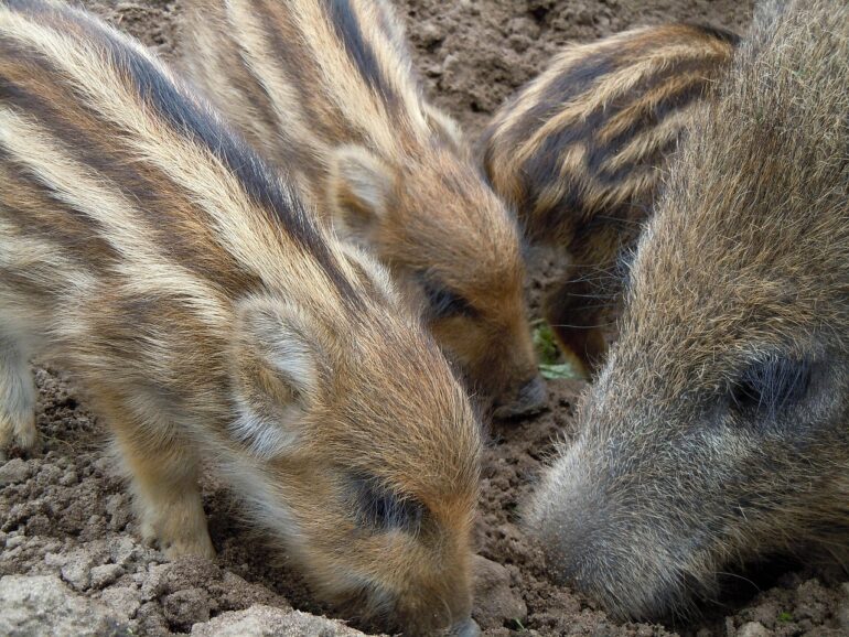 wild boars, family, foraging