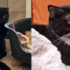 Katzen Hope und Clyde