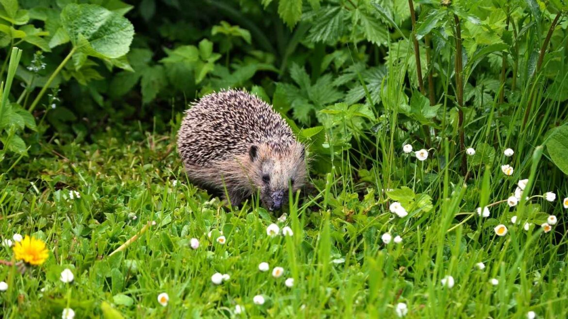 Igel Mähroboter