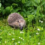 Igel Mähroboter