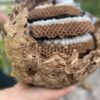 Asiatische Hornisse breitet sich weiter aus