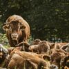 Stallbrand in Rehbach: PETA stellt Strafanzeige