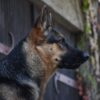 Hilfe für Herdenschutzhunde erhält Tierschutzpreis des Landes