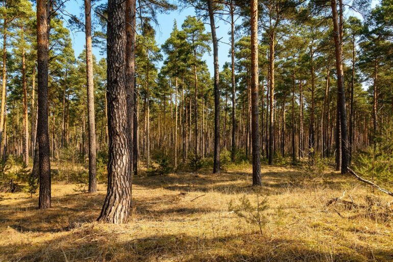forest, trees, nature, landscape, mood, environment, hochwald, coniferous forest, conifer, quiet, recreation