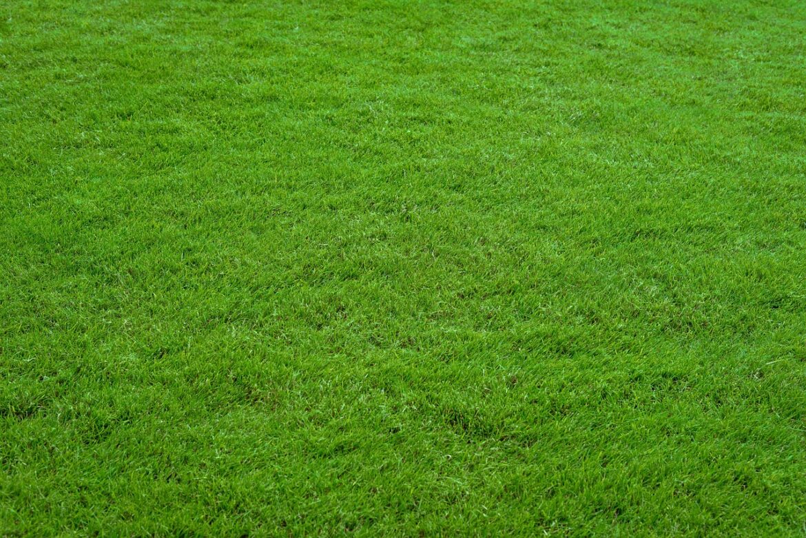 lawn, grass, green grass, garden, court, meadow, stadion, closeup, nature, green, spring, summer, park, the background, texture, grass, grass, grass, green grass, green grass, green grass, green grass, green grass, stadion