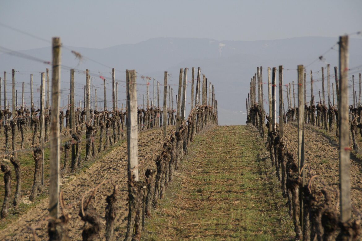 weinberg, frühling, plant, weinberg, weinberg, weinberg, weinberg, weinberg