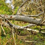 tree trunks, autumn, forest, fallen trees, nature, fallen trees, fallen trees, fallen trees, fallen trees, fallen trees