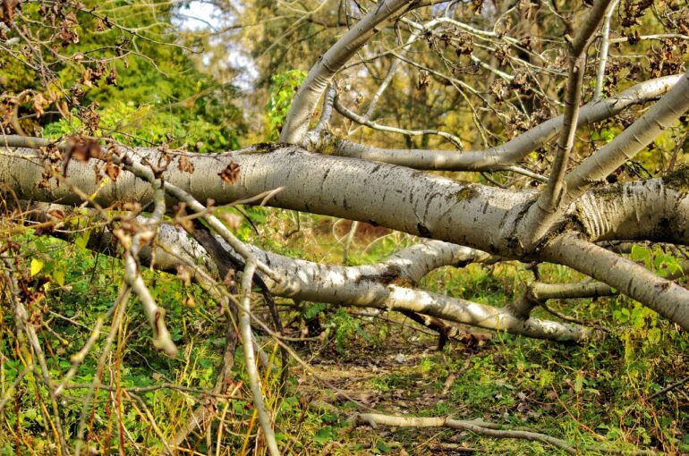 tree trunks, autumn, forest, fallen trees, nature, fallen trees, fallen trees, fallen trees, fallen trees, fallen trees
