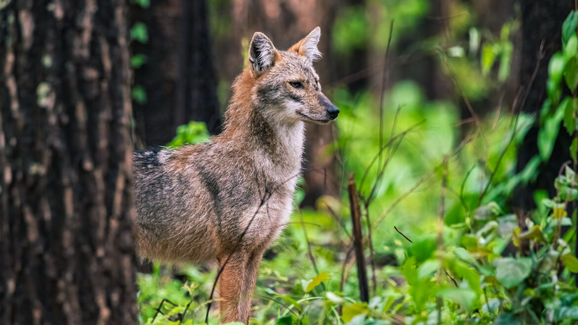 Goldschakal Rheinland-Pfalz