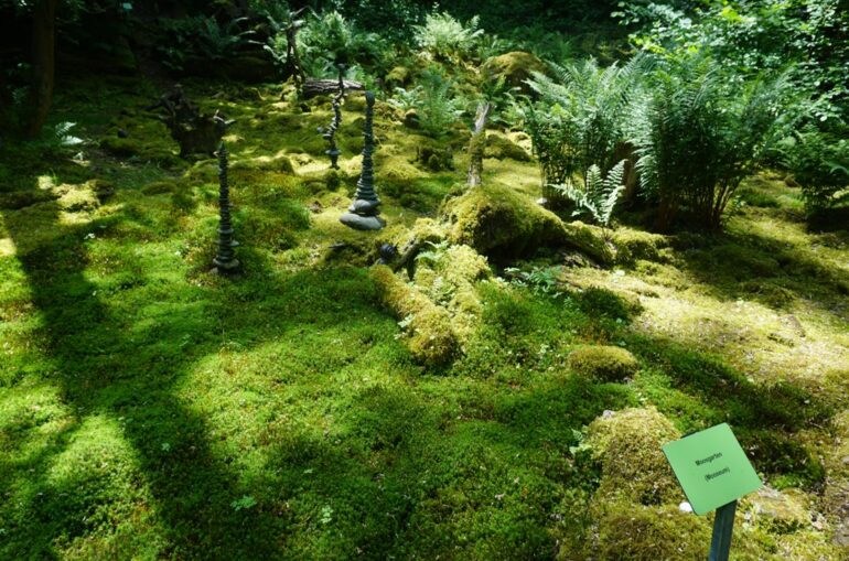 Moosgarten Staudernheim