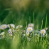 Heilpflanzen im Sommer: Wohltat für Körper und Garten